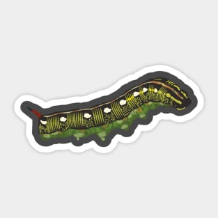 Striped Hark-moth caterpillar Sticker